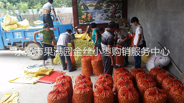 山东鲜枣上市价格  鲜枣批发  鲜枣产地供应商  乐陵鲜枣