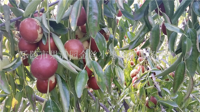 山东鲜枣上市价格  鲜枣批发  鲜枣产地供应商  乐陵鲜枣