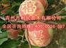 供应山东好种植的映霜红桃苗