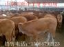 吉林肉牛犊多少钱一头 哪里有卖肉牛犊的