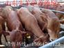 长春肉牛犊多少钱一头 哪里有卖肉牛犊的