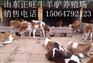 白山肉牛犊多少钱一头 哪里有卖肉牛犊的