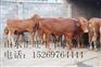 双鸭山肉牛犊多少钱一头 哪里有卖肉牛犊的
