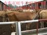 伊春肉牛犊多少钱一头 哪里有卖肉牛犊的