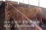 哈尔滨肉牛犊多少钱一头 哪里有卖肉牛犊的