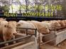 齐齐哈尔肉牛犊多少钱一头 哪里有卖肉牛犊的