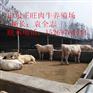 如皋肉牛犊多少钱一头 哪里有卖肉牛犊的