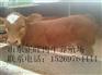 姜堰肉牛犊多少钱一头 哪里有卖肉牛犊的