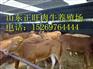 嘉兴肉牛犊多少钱一头 哪里有卖肉牛犊的