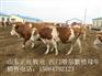 绍兴肉牛犊多少钱一头 哪里有卖肉牛犊的