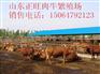 衢州肉牛犊多少钱一头 哪里有卖肉牛犊的