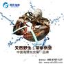 进口龙虾 上中华鲟鱼的价格<孙氏海鲜>原味