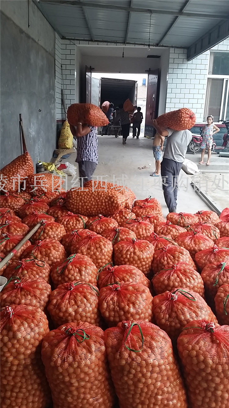 乐陵鲜枣金丝小枣产地供应商&nbsp;&nbsp;金丝小枣代办&nbsp;&nbsp;金丝小枣价格&nbsp;&nbsp;鲜枣产地供应商