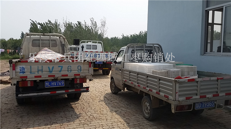 乐陵鲜枣金丝小枣产地供应商&nbsp;&nbsp;金丝小枣代办&nbsp;&nbsp;金丝小枣价格&nbsp;&nbsp;鲜枣产地供应商