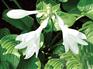临沂宿根花卉：可信赖的宿根花卉市场价格情况