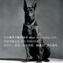 墨界黑狼犬幼犬，纯种墨界黑狼犬三代血统