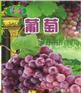 山東濰坊濃縮果汁批發(fā)價(jià)格