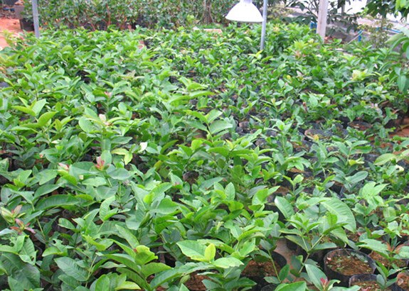 產(chǎn)量好的蓮霧苗種植基地，供應(yīng)廣西質(zhì)量好的蓮霧苗