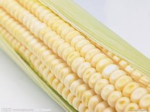 益阳鲜玉米批发供应