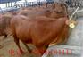 阿勒泰肉牛犊多少钱一头 哪里有卖肉牛犊的