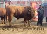 无锡肉牛犊多少钱一头 哪里有卖肉牛犊的