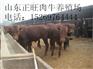 南通肉牛犊多少钱一头 哪里有卖肉牛犊的