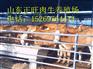 连云港肉牛犊多少钱一头 哪里有卖肉牛犊的