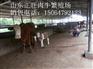 常熟肉牛犊多少钱一头 哪里有卖肉牛犊的