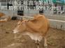 张家港肉牛犊多少钱一头 哪里有卖肉牛犊的
