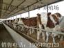 潥阳肉牛犊多少钱一头 哪里有卖肉牛犊的