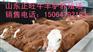 丹阳肉牛犊多少钱一头 哪里有卖肉牛犊的