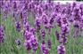 宿根薰衣草 ——宿根薰衣草价格 宿根薰衣草报价