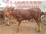 铜陵肉牛犊多少钱一头 哪里有卖肉牛犊的