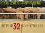菏泽肉牛犊多少钱一头 哪里有卖肉牛犊的