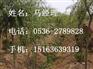 【强烈推荐】潍坊优质的园林工程施工厂家