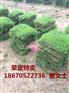 湖南草皮批发价格=湖南草皮供应价格