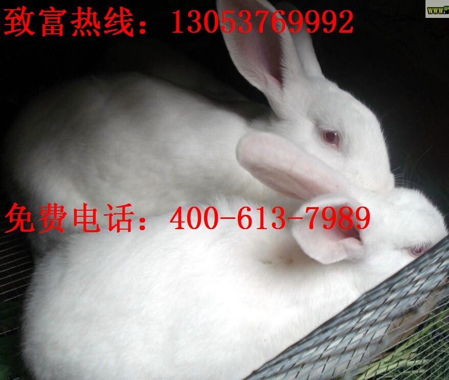 湖南省蓝山县新西兰种兔价格