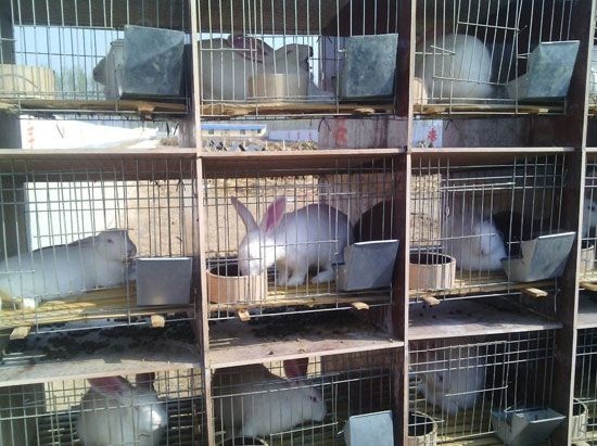 四川省阆中市獭兔养殖效益分析