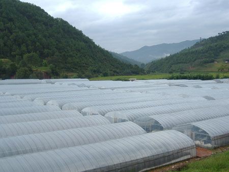 魯光塑料制品——最優(yōu)的消霧膜供應(yīng)商|青島消霧膜
