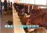 肉牛犊价格肉牛犊销售肉牛犊买卖