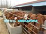 肉牛犊养殖哪里卖肉牛犊