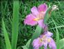 花菖蒲批发——大量供应高性价花菖蒲