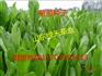进口将军菊苣牧草种子价格