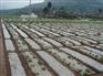 白地膜价格 零售白地膜市场价格情况