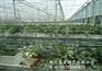 茄子育苗温室建造 茄子苗温室大棚建造 蔬菜温室大棚 蔬菜大棚