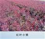 盆栽红叶小檗 红叶小檗报价 红叶小檗价钱