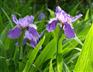 宿根花卉种植基地——【荐】最好的宿根花卉厂家批发