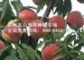 便宜的永莲密桃，【荐】最好的永莲蜜桃公司