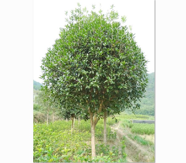 苗木供應(yīng)價(jià)格，品種好的廣西苗木供應(yīng)價(jià)格怎么樣