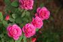 【盆栽月季花】月季花基地 月季花报价